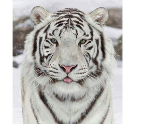 White Tiger Diamond Painting Art