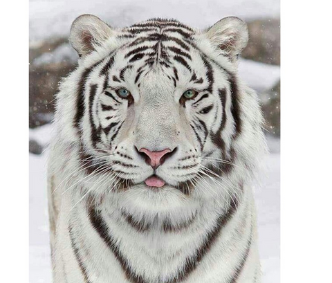 White Tiger Diamond Painting Art